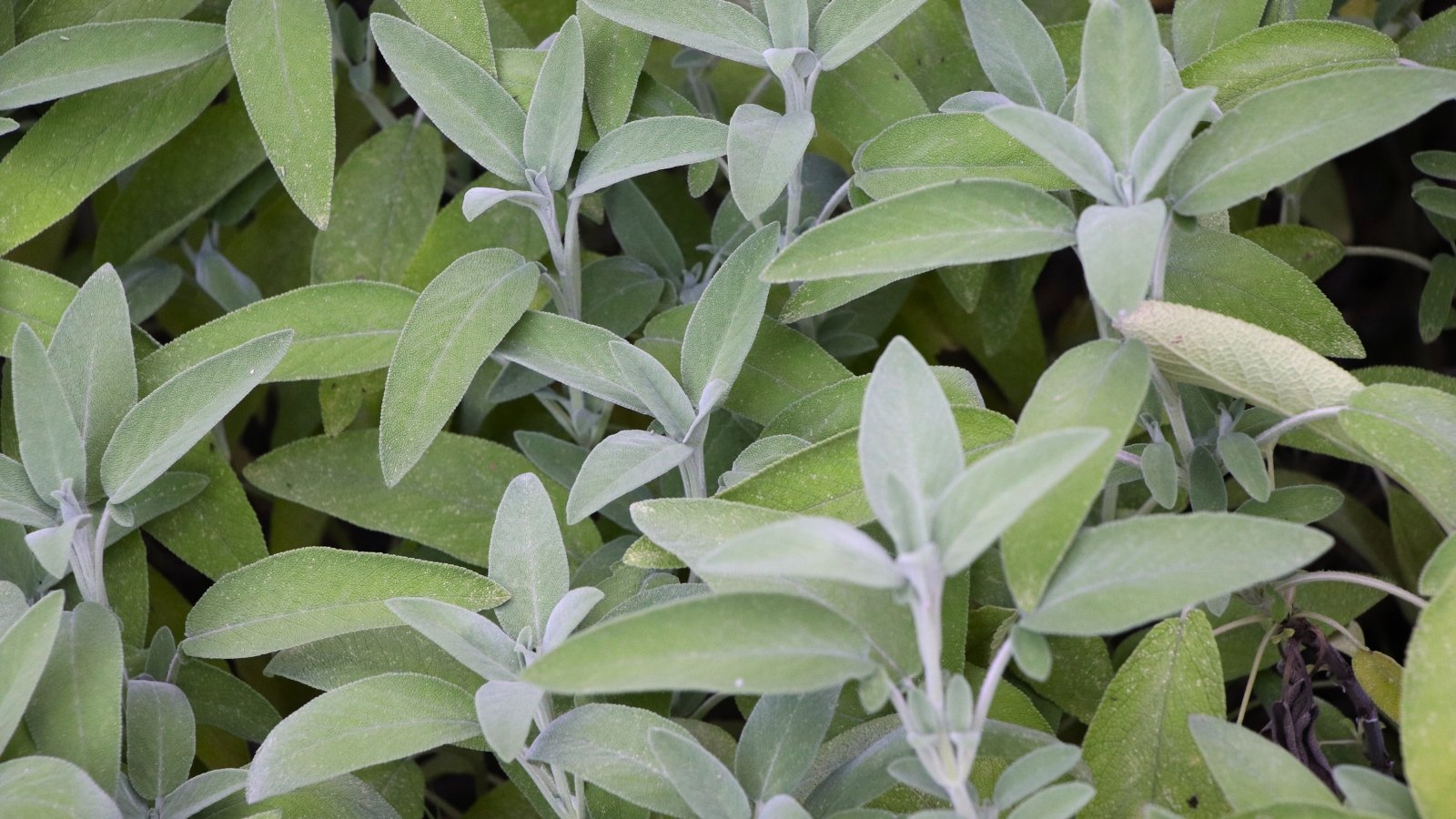 Soft, silver-green leaves with a velvety texture on thick, upright stems.
