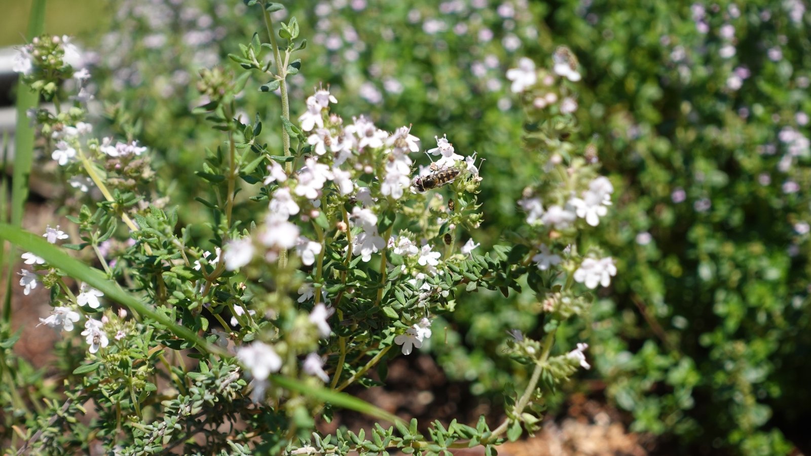 Tiny, oval green leaves densely clustered along wiry stems, occasionally dotted with delicate white flowers.
