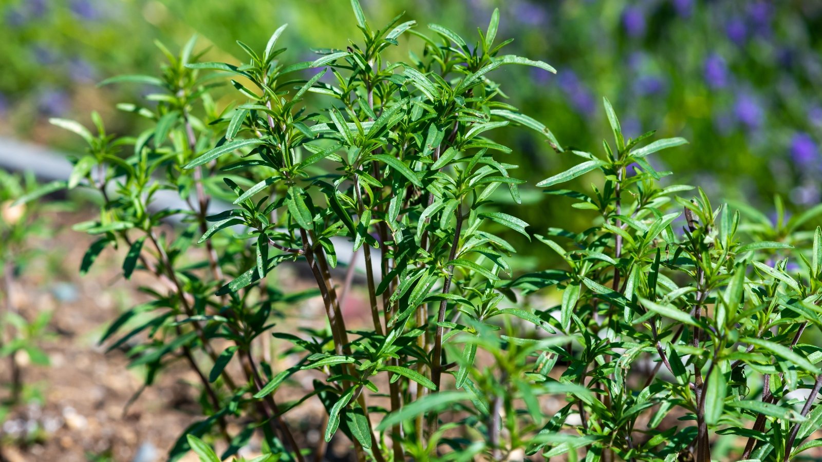 Slender, branching purple stems with small, pointed green leaves and a subtle peppery scent.