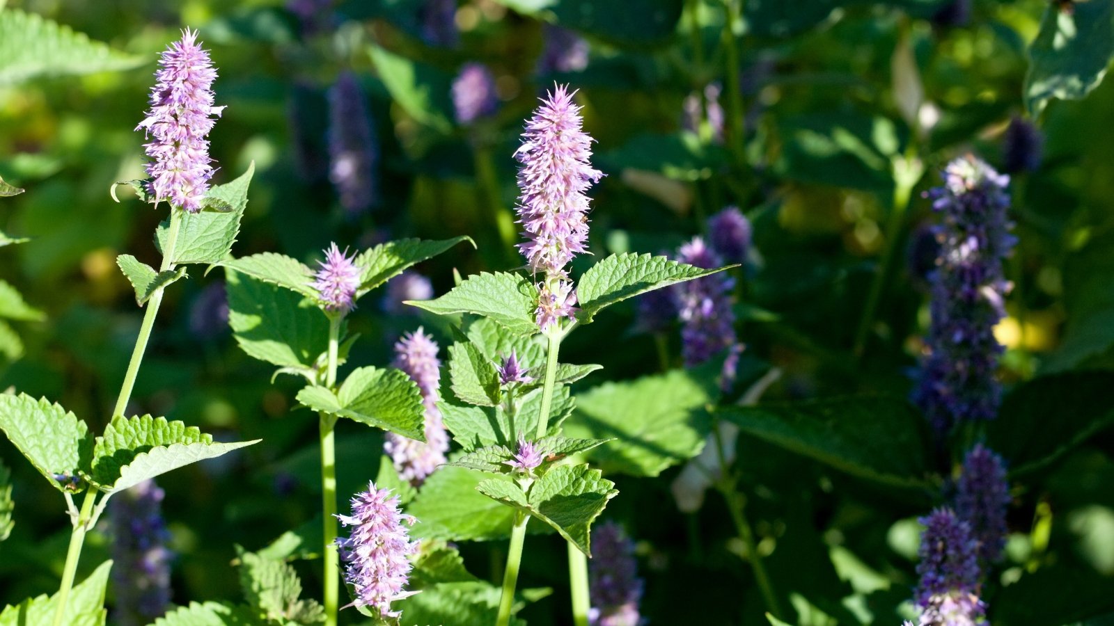 Large, serrated green leaves paired with tall purple flower spikes in a sunny garden.