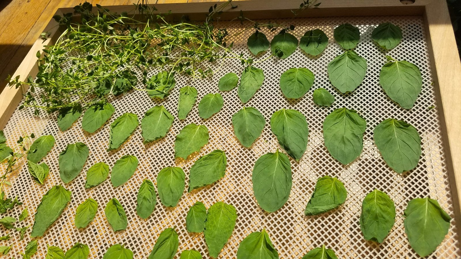 Fresh mint and thyme leaves spread across a wooden mesh tray, drying with their vibrant green hues and textured leaves intact.
