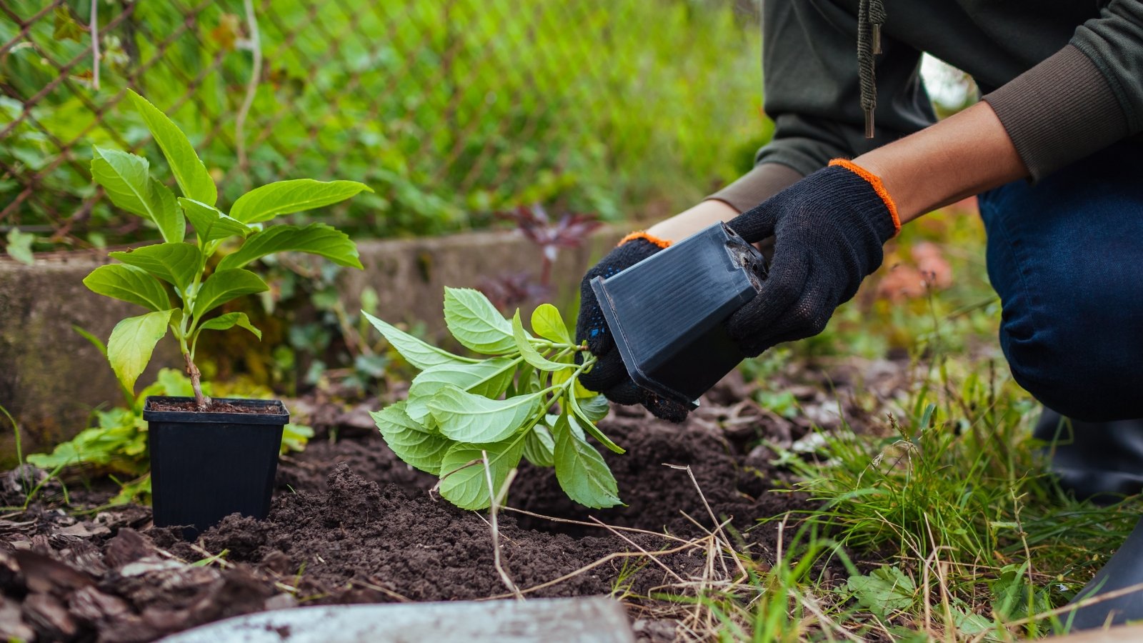 A person wearing black gloves carefully transfers a young plant from a black pot into a garden bed.