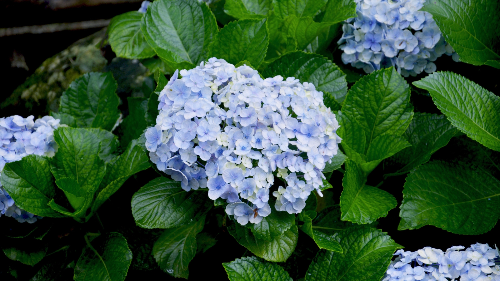 Blue 'Endless Summer The Original' blooms stand out against a backdrop of glossy leaves.