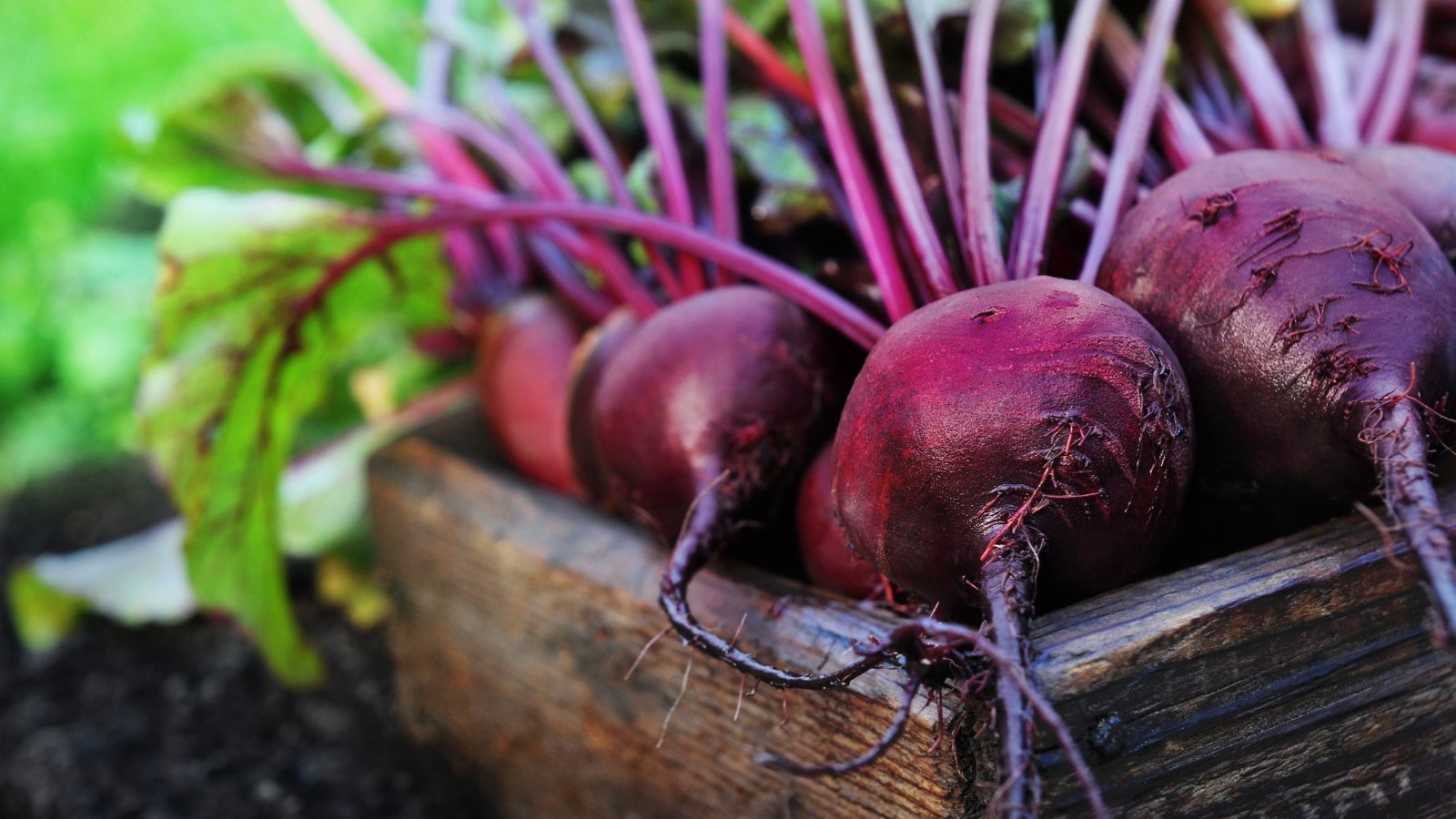 A group of round red root vegetables with dark, glossy skins and bright stems, neatly placed in a wooden crate, surrounded by loose soil and leafy greens.