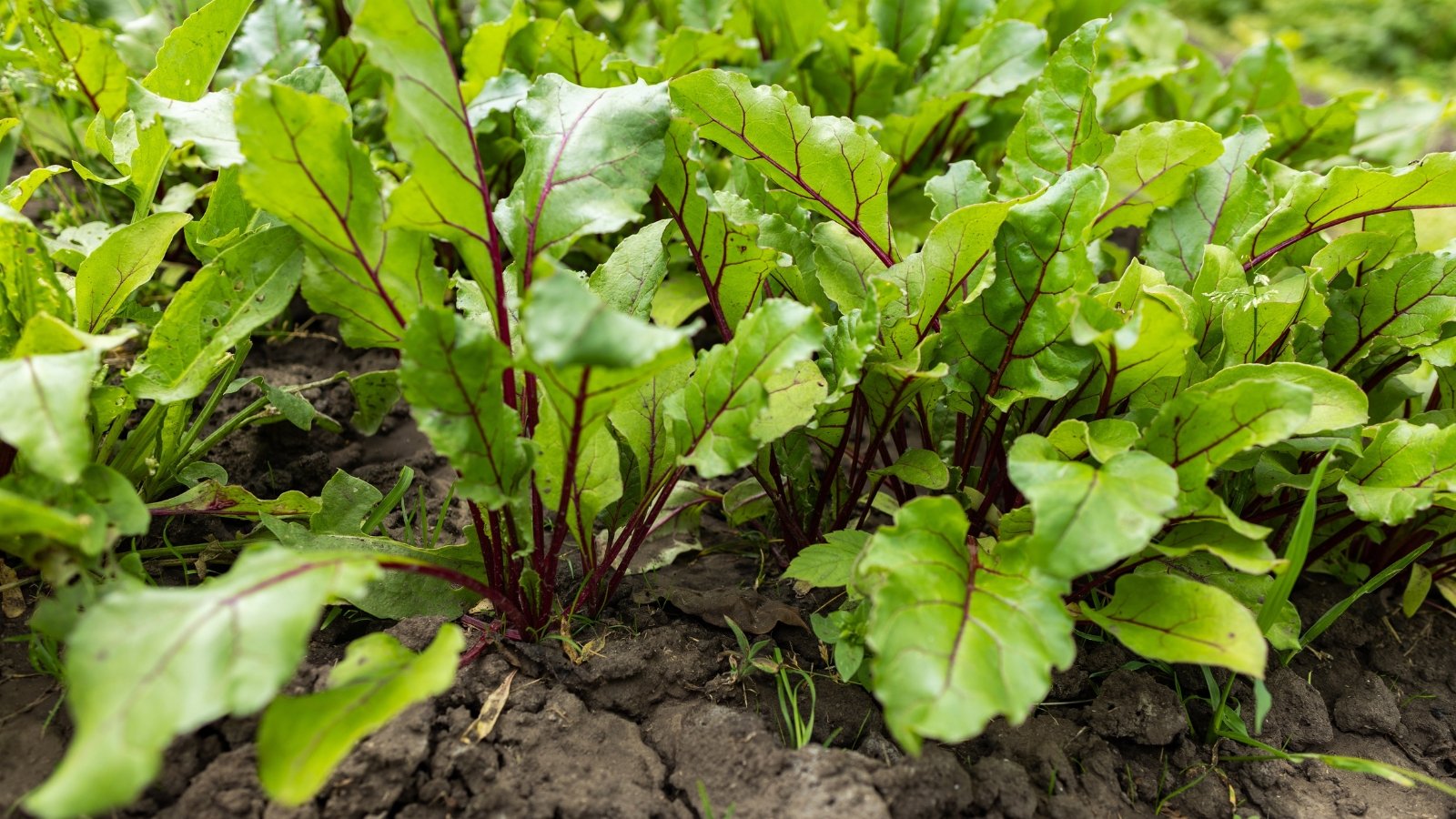 A thick gathering of green leaves with slightly ruffled edges and striking red stems emerging from the soil, giving a lush appearance in a well-watered garden bed.