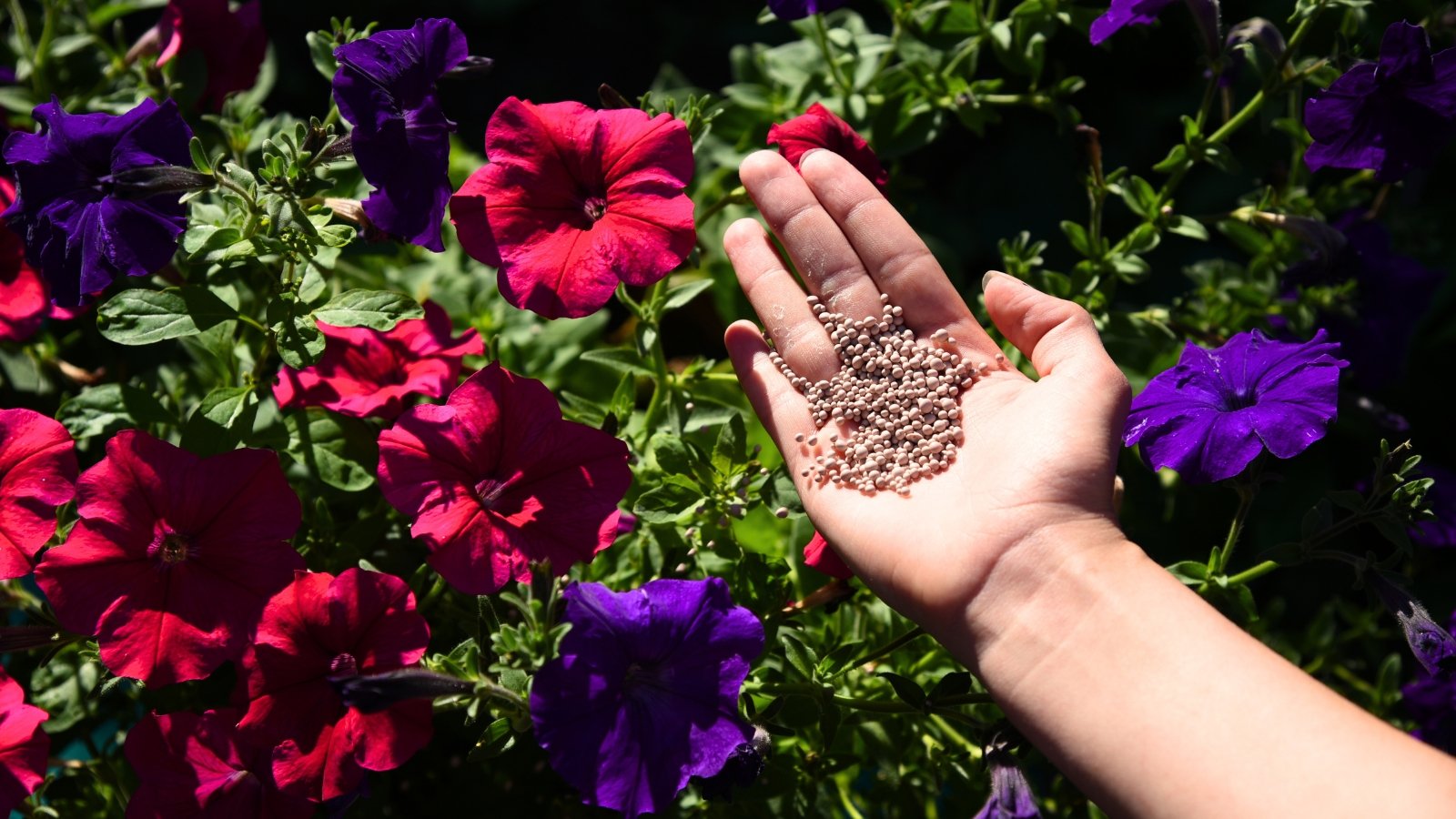 Close-up of a gardener's hand holding a handful of beige granular fertilizer against a backdrop of blooming purple and red petunias in a sunny garden.