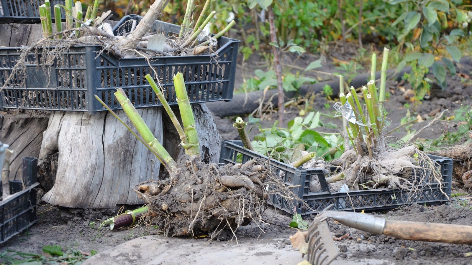 Several green-stemmed plants with thick roots sit in black plastic crates on a dry patch of dirt, surrounded by tools and other small plants prepared for planting.