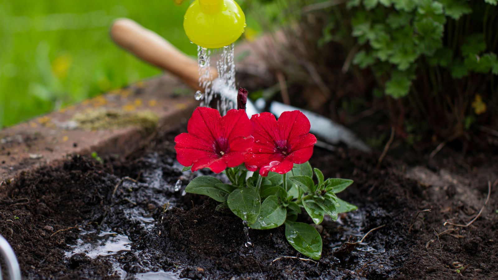 Red flowers with vivid green stems being watered using a yellow watering can, with the plant in damp soil looking dark brown