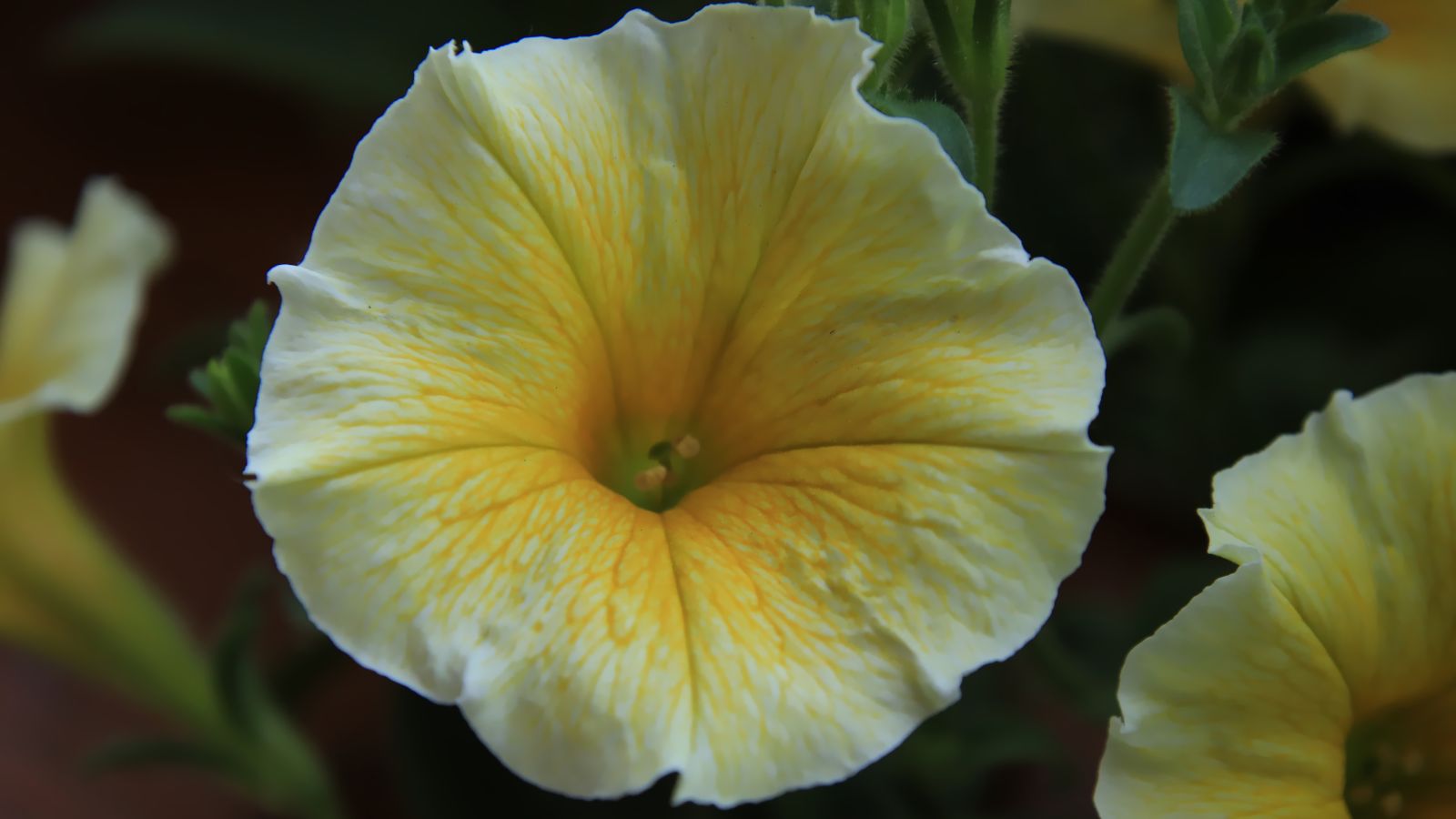 A yellow flower with soft and dainty petals, appearing to have veins, placed in a shady area with little sunlight surrounded by other blooms