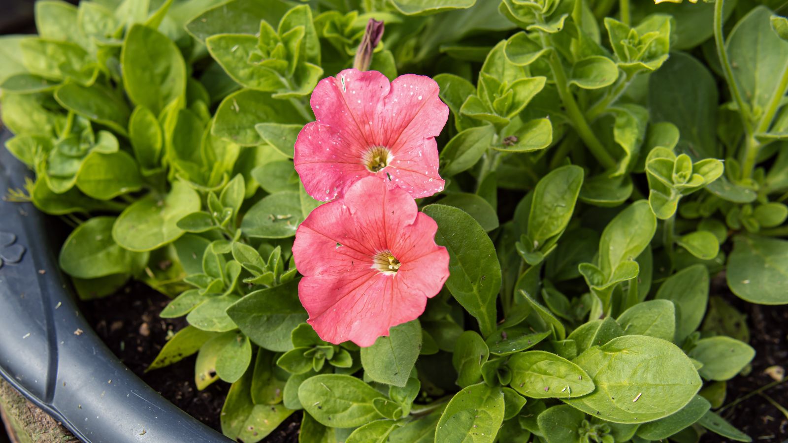 Vivid pink flowers surrounded by vibrant green leaves, with petals appearing damp, placed in a black container