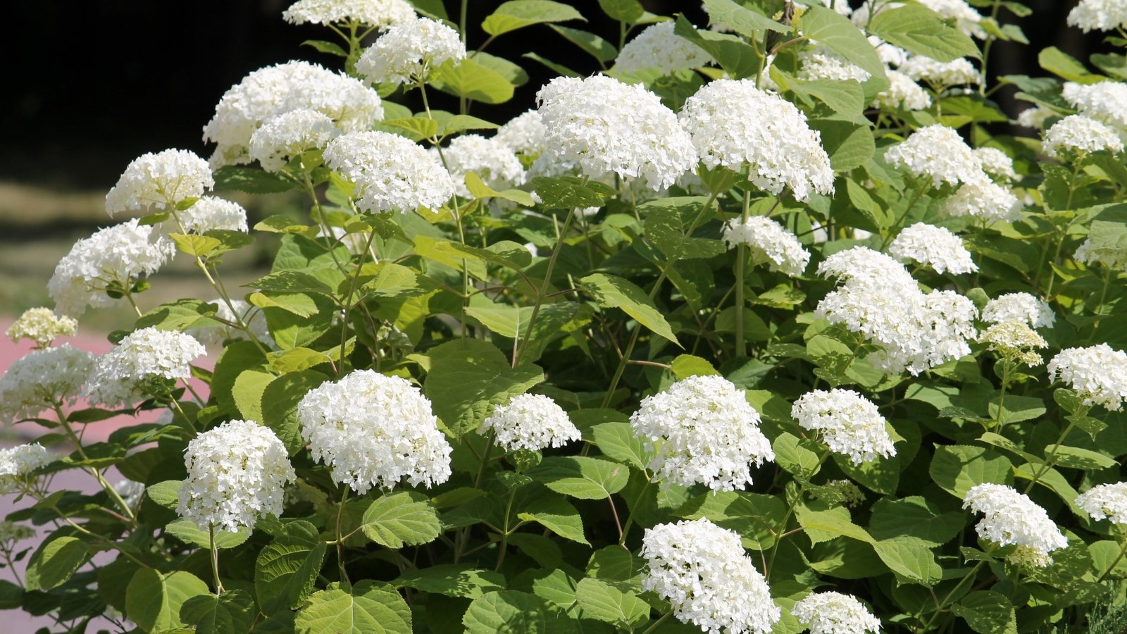 Rounded clusters of small, white blossoms form a full, lush display amid thick, dark green leaves, each flower contributing to the plant's soft, cloud-like appearance.