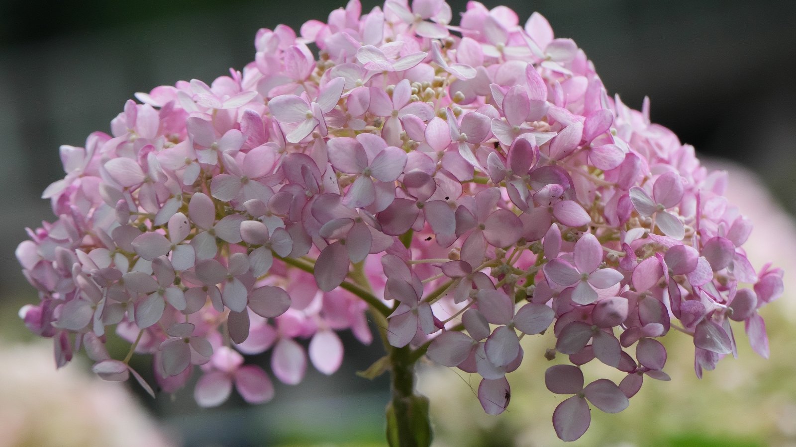 Soft pink blooms arranged in tightly packed, rounded clusters create a fluffy, light texture, surrounded by dark, leathery green leaves that provide a striking contrast.