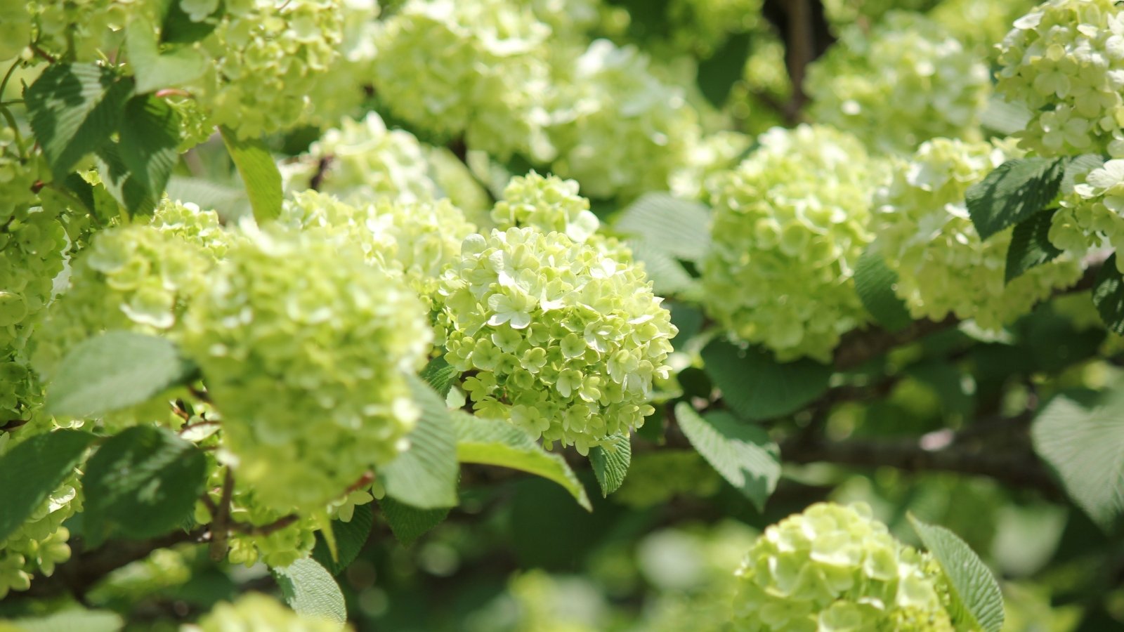 Bright lime green flower clusters with a vibrant texture stand out against deep green leaves, each bloom comprising small, round petals that form a cohesive, full shape.