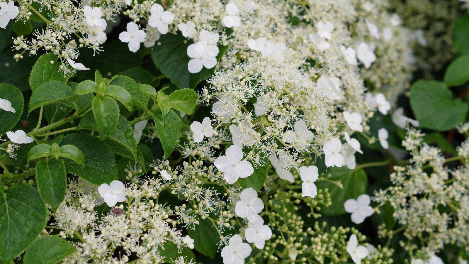 Flat clusters of delicate, white flowers form lace-like blooms against a rich backdrop of dark green leaves, creating a light and airy texture with a soft, natural elegance.