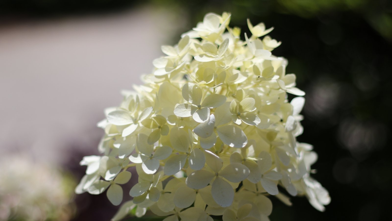 Conical clusters of creamy white flowers with small, rounded petals stand tall, creating a cascading effect, each bloom delicately framed by dark green foliage.