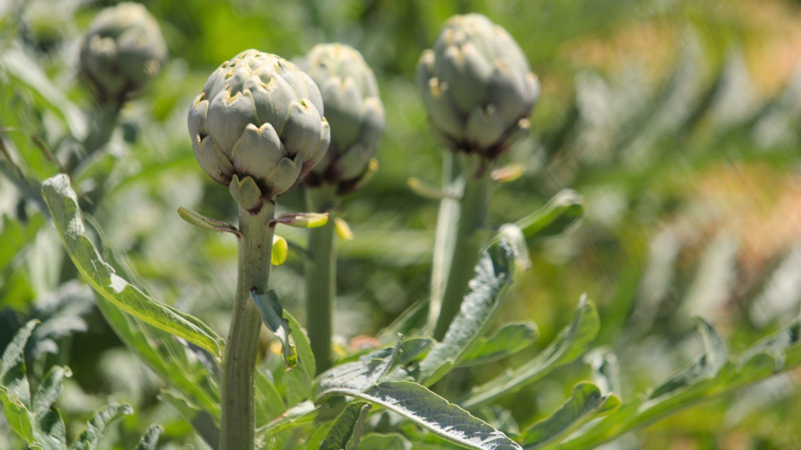 Artichokes display large, thistle-like flower buds with thick, overlapping green scales.