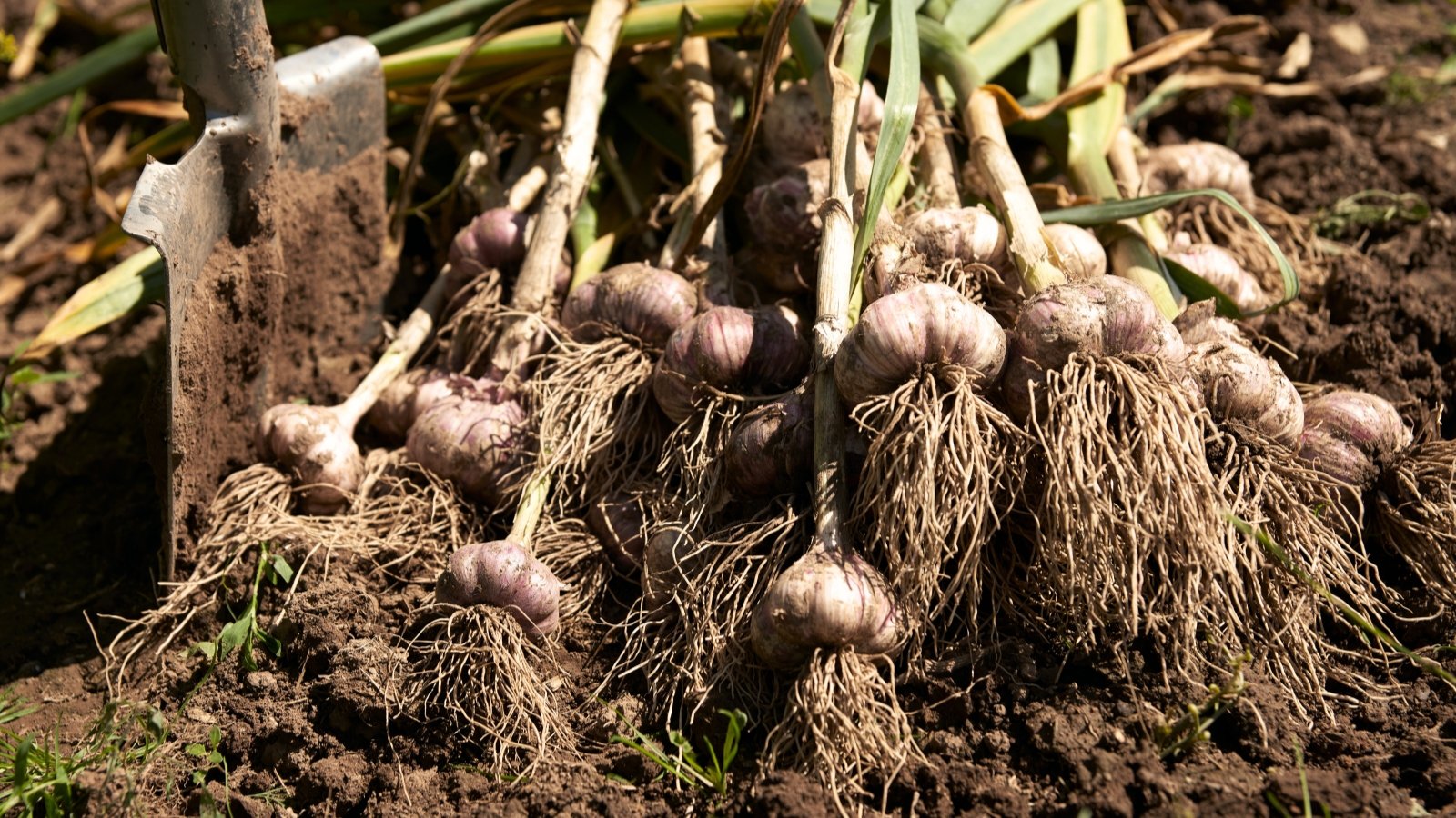 Freshly picked bunches of garlic lie on dark brown soil in the garden, with an old shovel stuck in the ground beside them.