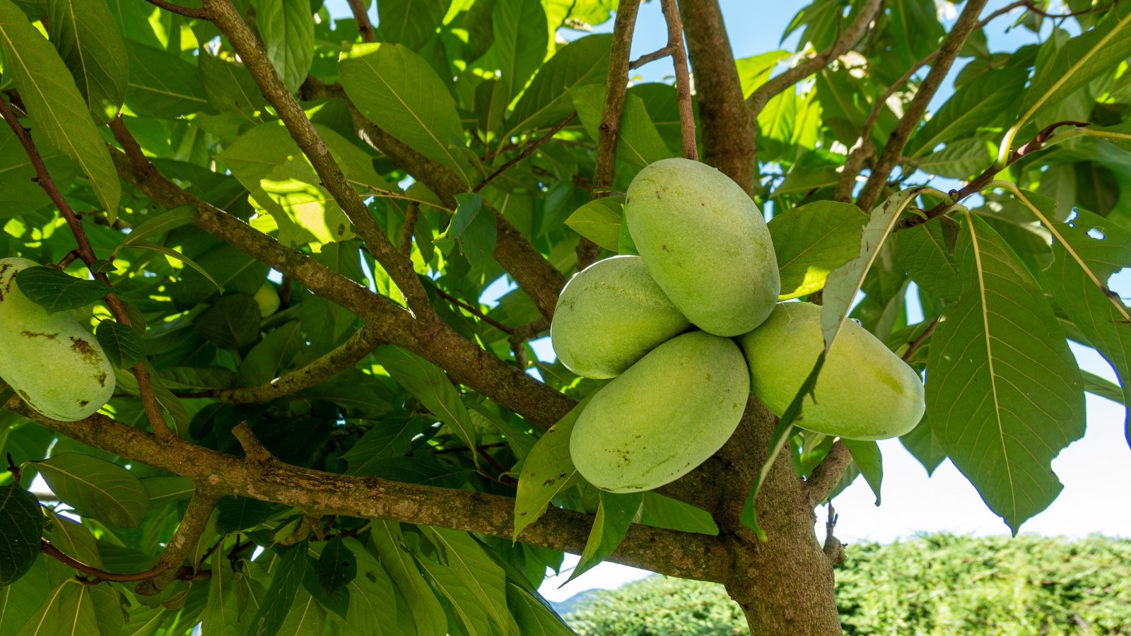 Smooth, oblong green fruits hang beneath broad, dark green leaves with a tropical look.