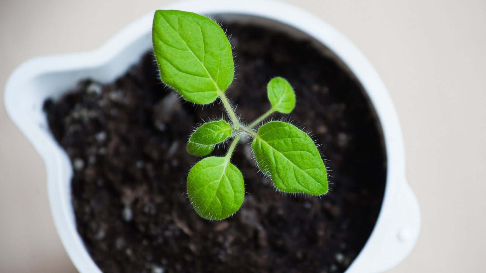 A young sprout displays tender, pale green leaves with delicate, soft hairs and tiny thorns along its edges.
