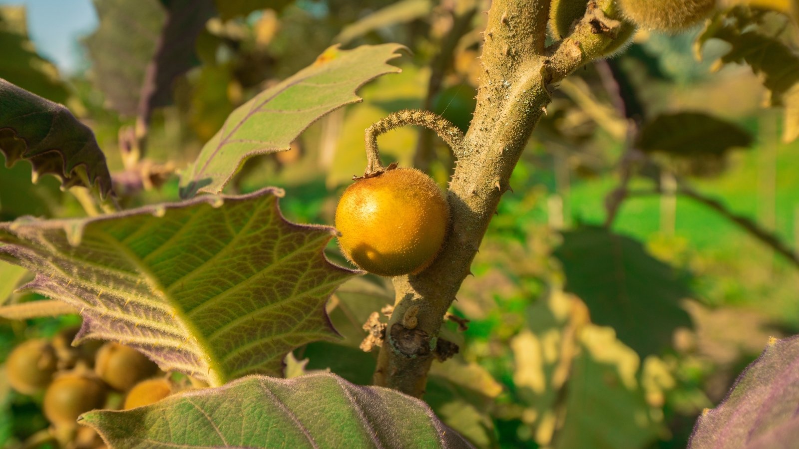 Large, fuzzy leaves with purple veins and thorny stems support clusters of round, orange fruits with a velvety texture.
