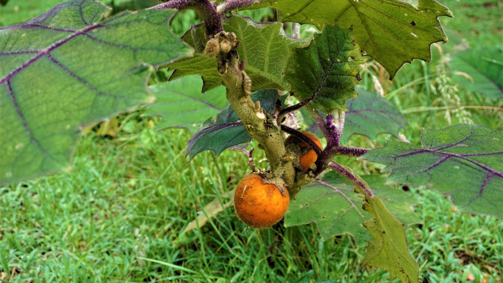 Bold, serrated leaves with purple highlights and thorn-covered stems produce clusters of round, orange fruits.
