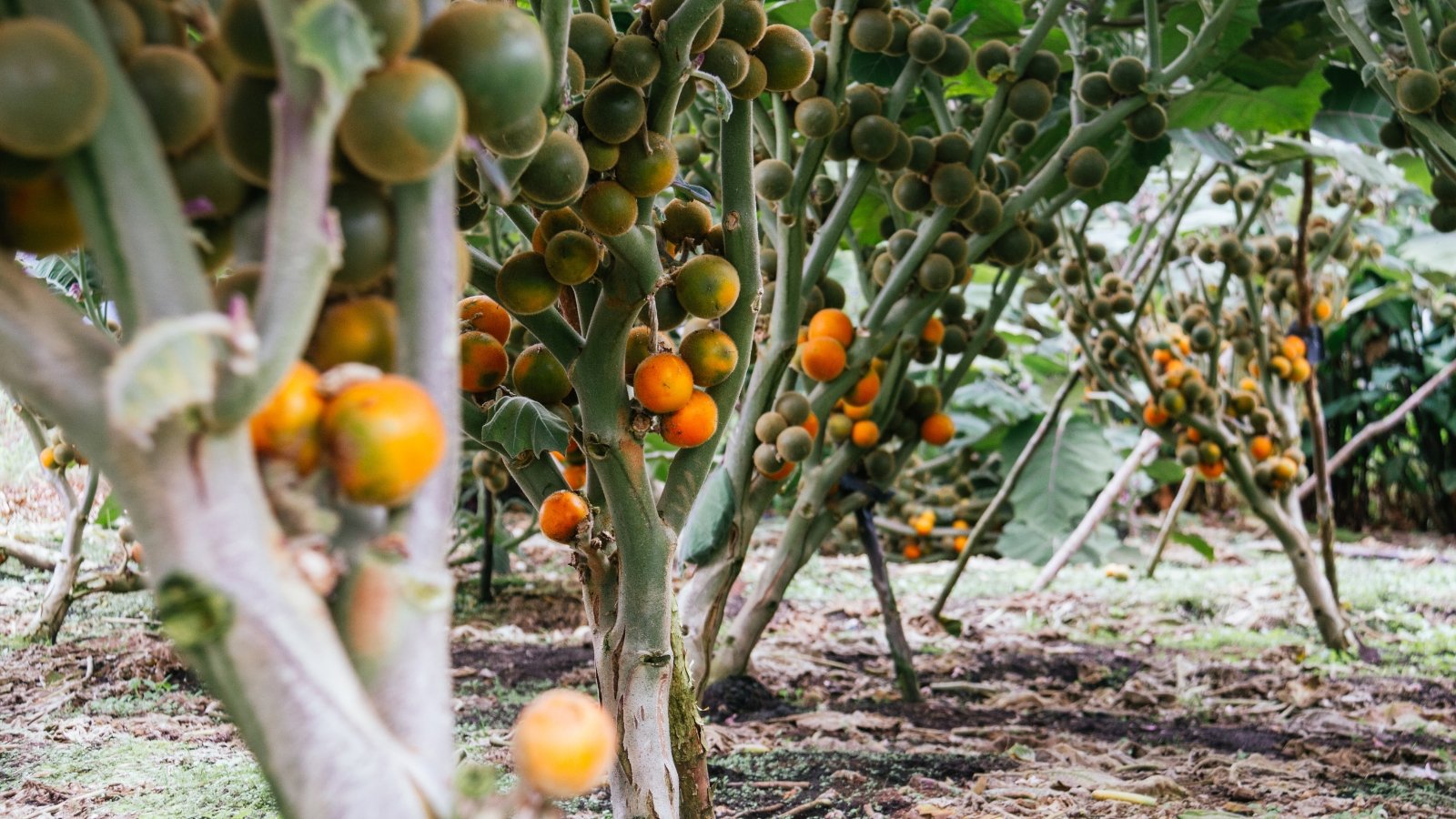 Broad, fuzzy leaves with spiny undersides and thick stems bear clusters of small, round green fruits that turn orange when ripe.