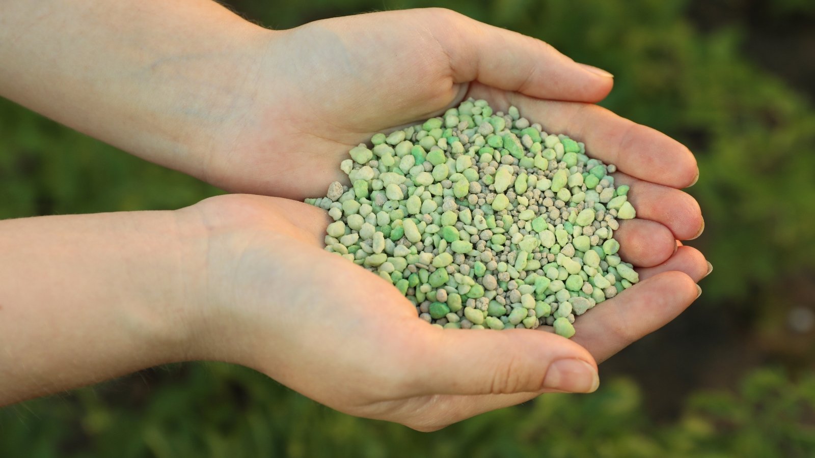 A woman holds a handful of granular green plant fertilizer, small and textured, ready for garden use.
