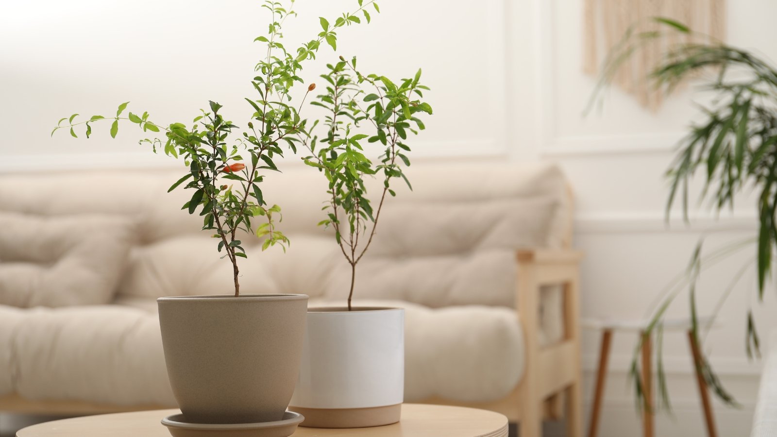 Two young pomegranate trees with slender trunks and bright green leaves sit in white and tan pots atop a wooden table indoors, bringing a fresh, vibrant touch to the space.
