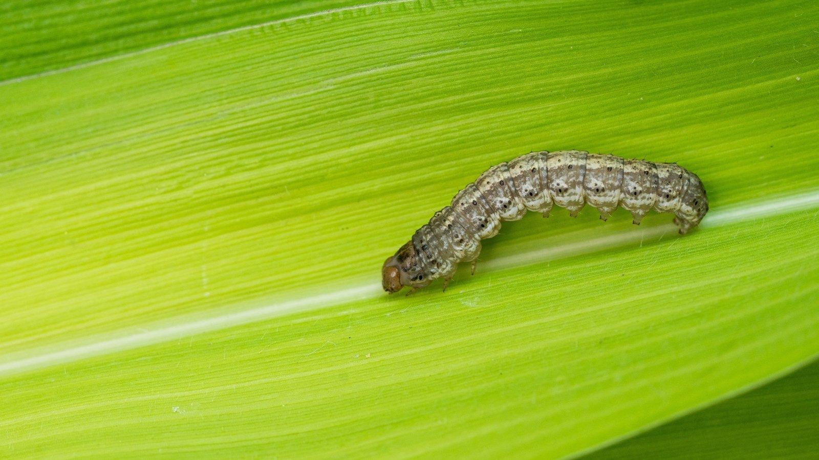 The corn earworm is a caterpillar with a cylindrical body striped in shades of gray and brown on a green leaf.