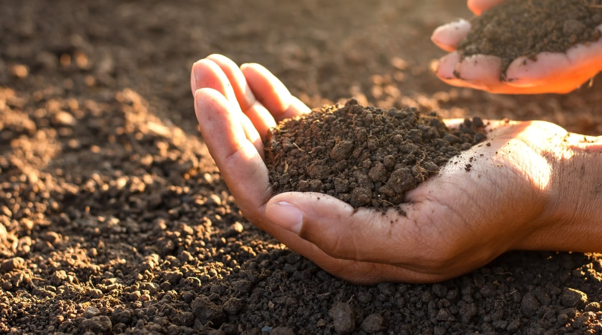 Close-up of a man's palm with a handful of Loam in the garden against the background. Loam is a well-balanced and fertile type with a harmonious blend of sand, silt, and clay particles. Its appearance is characterized by a rich, crumbly texture that feels soft and loose to the touch. The color is dark brown.