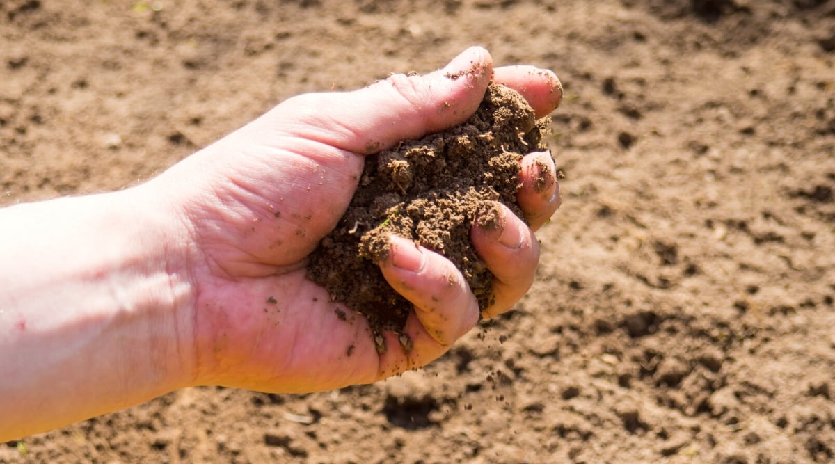 Close-up of a man's hand with wet dirt in a sunny garden. 