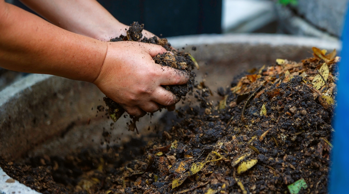 Close-up of a man's hands picking compost from a compost heap. Compost appears as a dark, crumbly, and nutrient-rich material resulting from the decomposition of organic matter. Its texture is loose and friable.