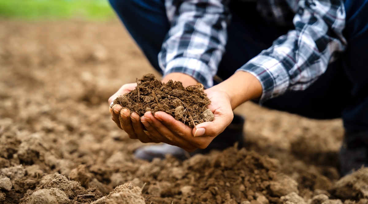 Close-up of a gardener holding a handful of dirt in the garden. He is wearing blue jeans and a white and blue checkered shirt. 