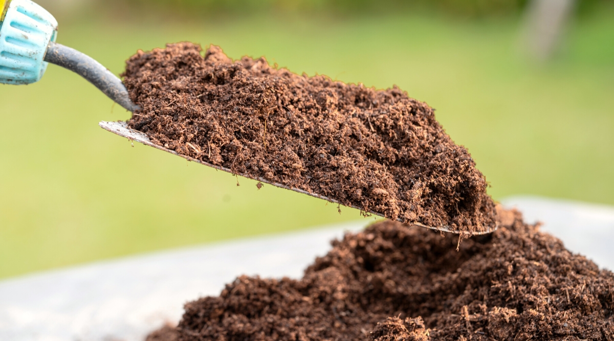 Close-up of a garden trowel full of peat moss in front of a pile of peat moss. Peat moss, visually, is a fibrous and lightweight material with a distinctive pale to dark brown color. It appears as partially decomposed organic matter, displaying a slightly fluffy and airy texture.