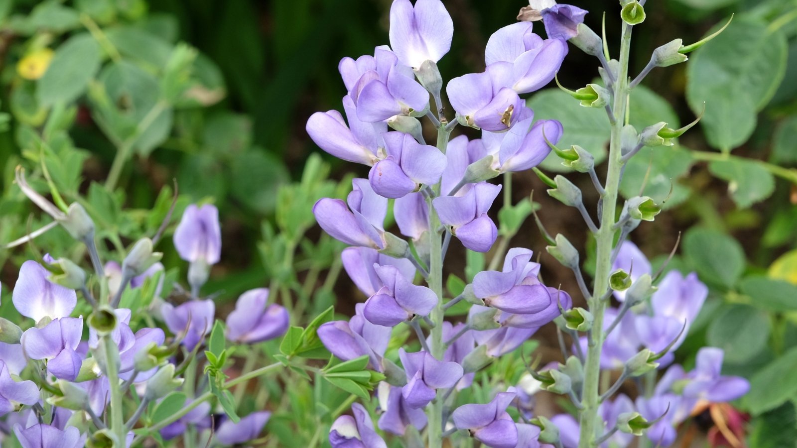 A close-up shot of the Baptisia flower showcasing it vertical growth and delicate blue-indigo colored flowers in an area outdoors