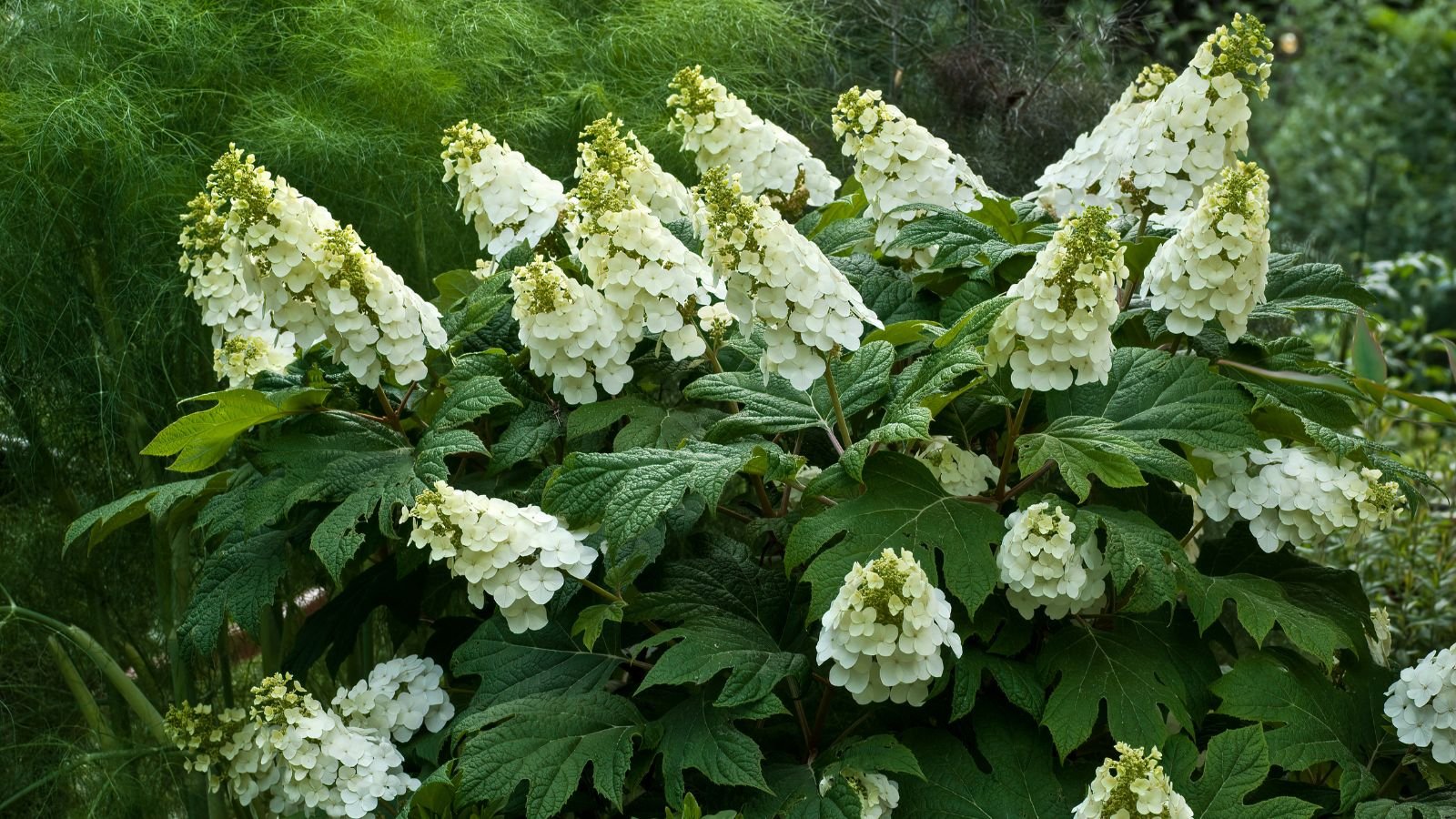 A shot of the Oakleaf Hydrangea flower showcasing its panicle flower growth, white to lime green colored petals and broad leaves in an area outdoors