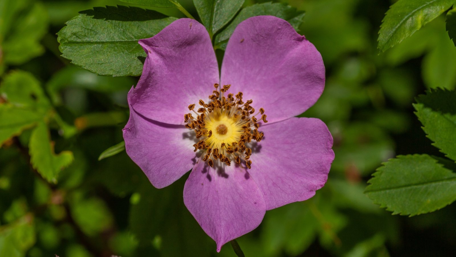 A close-up of a solitary purple Virginia Rose, its delicate petals unfurling gracefully under the warm sun's embrace. The vibrant hue stands out against a backdrop of lush green leaves, creating a captivating contrast in nature's serene setting.