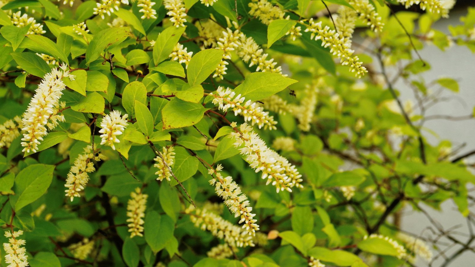 A close-up of a Virginia sweetspire shrub, featuring bright green leaves and delicate, white flowers.