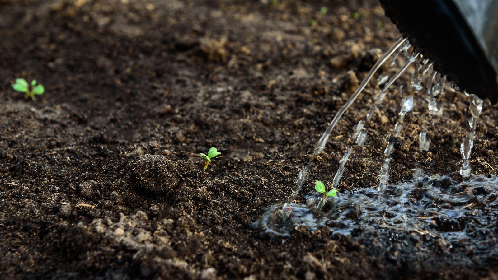 A small patch of vibrant green seedlings emerging from dark, damp soil, being gently watered from the right. The delicate water flow nurtures the tiny sprouts, which are barely a few inches tall, with their tender leaves soaking up the moisture in the warm light.