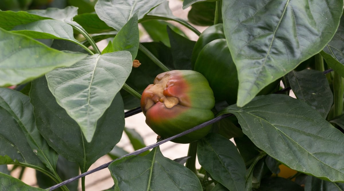 A ripening fruit rotting at the bottom, caused by a disease.