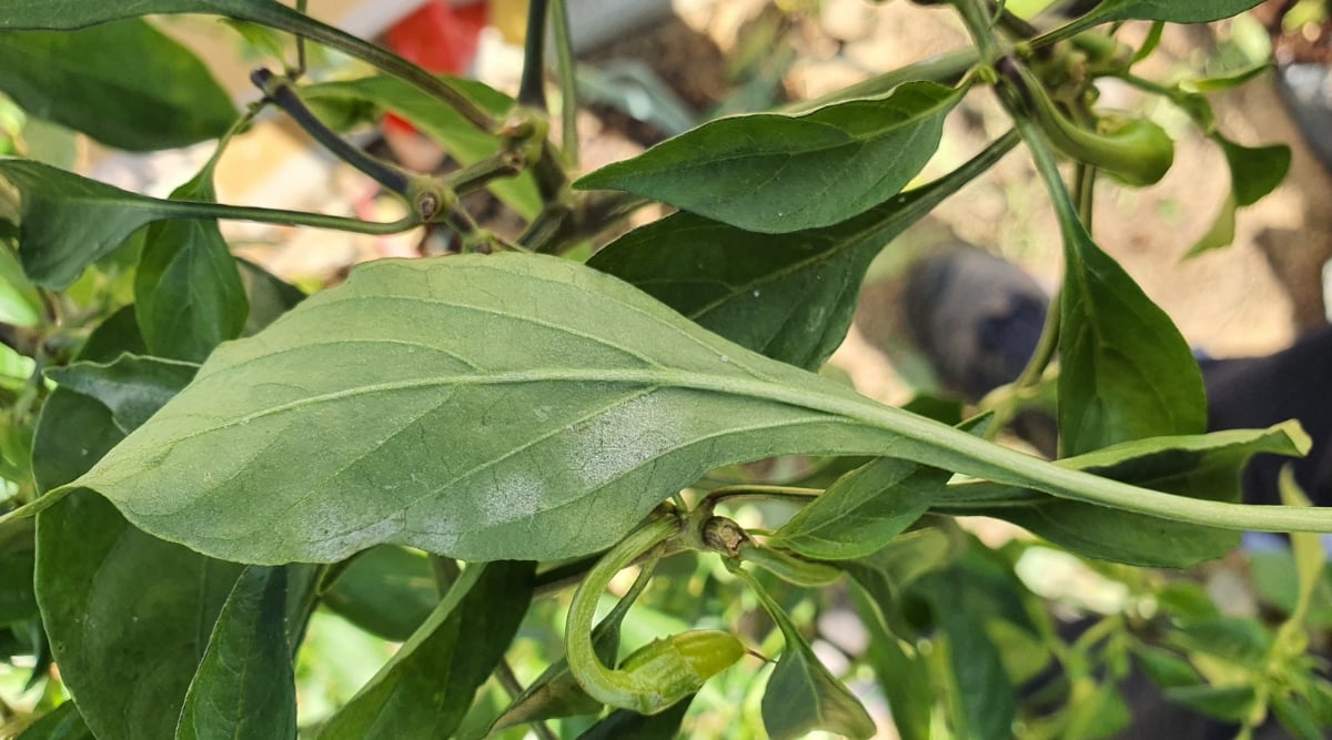 Close up of a green leaf exhibiting mildew forming beneath it.