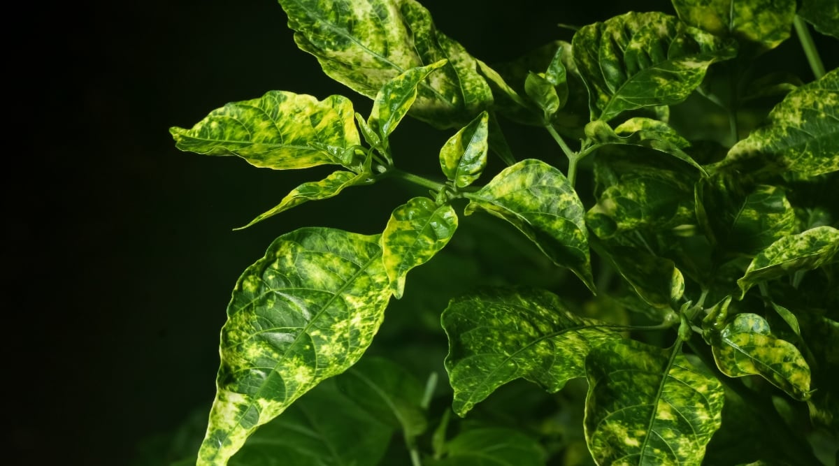 scalloped leaves infected by a fungus that turned is turning their green color into yellowish green.