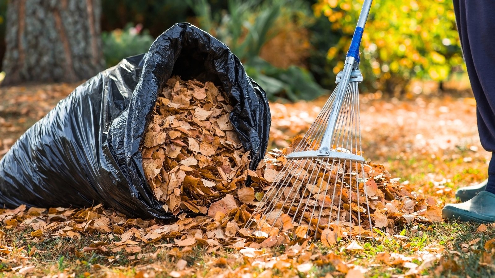 Close-up of a gardener using a large rake to gather orange autumn leaves into a black bag in the garden.