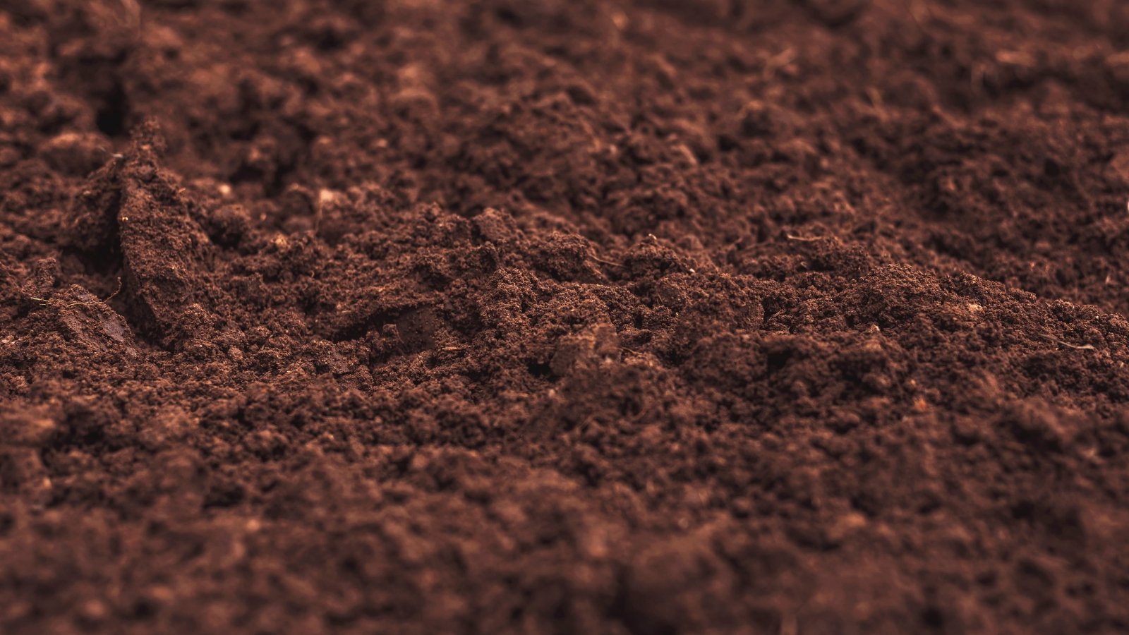 A close-up of dark, fertile loam soil, showcasing its rich texture and earthy color.