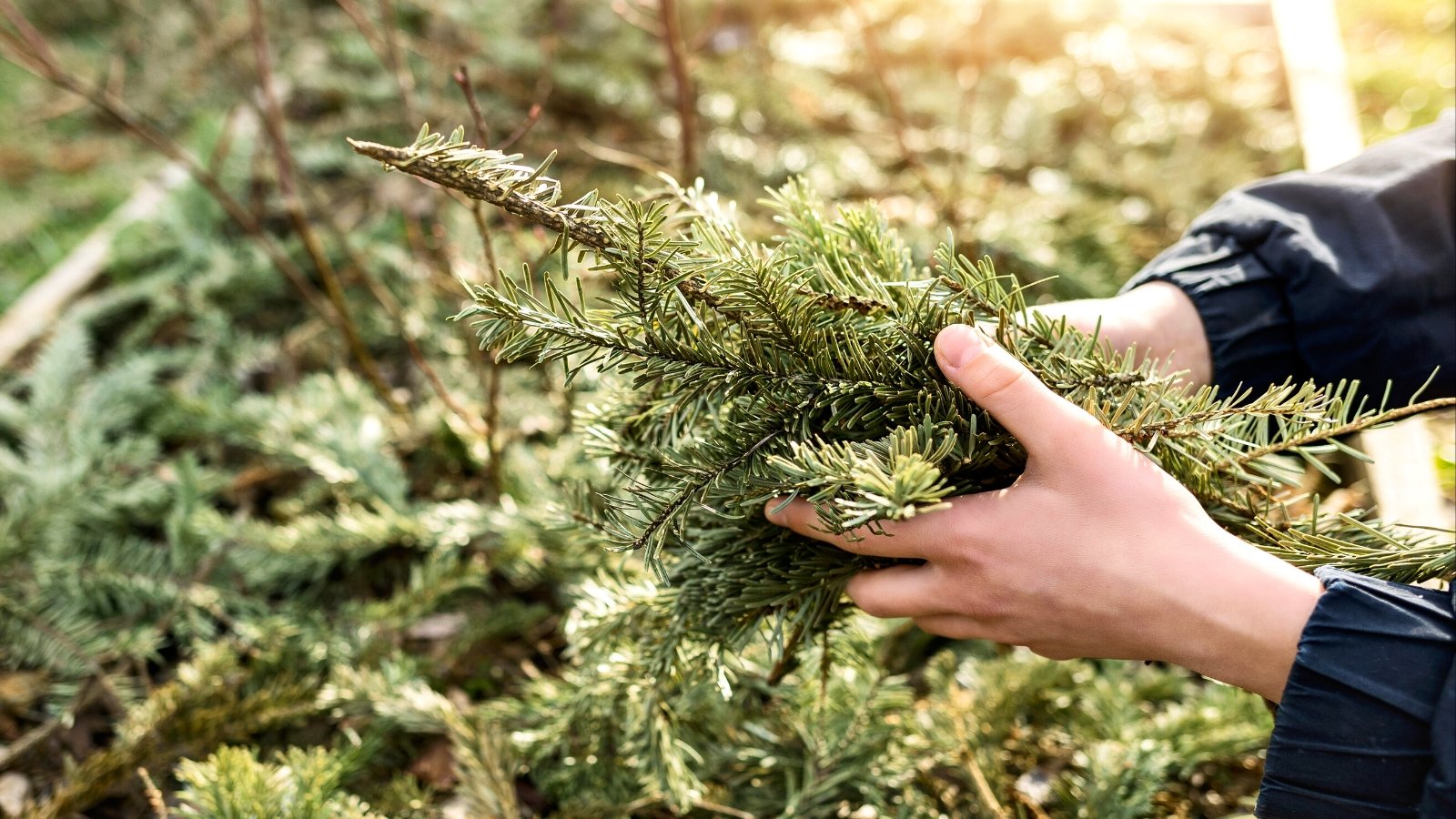 Close-up of a woman's hands mulching a garden bed with pine branches. Pine branches are characterized by their distinct evergreen foliage, consisting of slender, needle-like leaves arranged in clusters along woody stems.