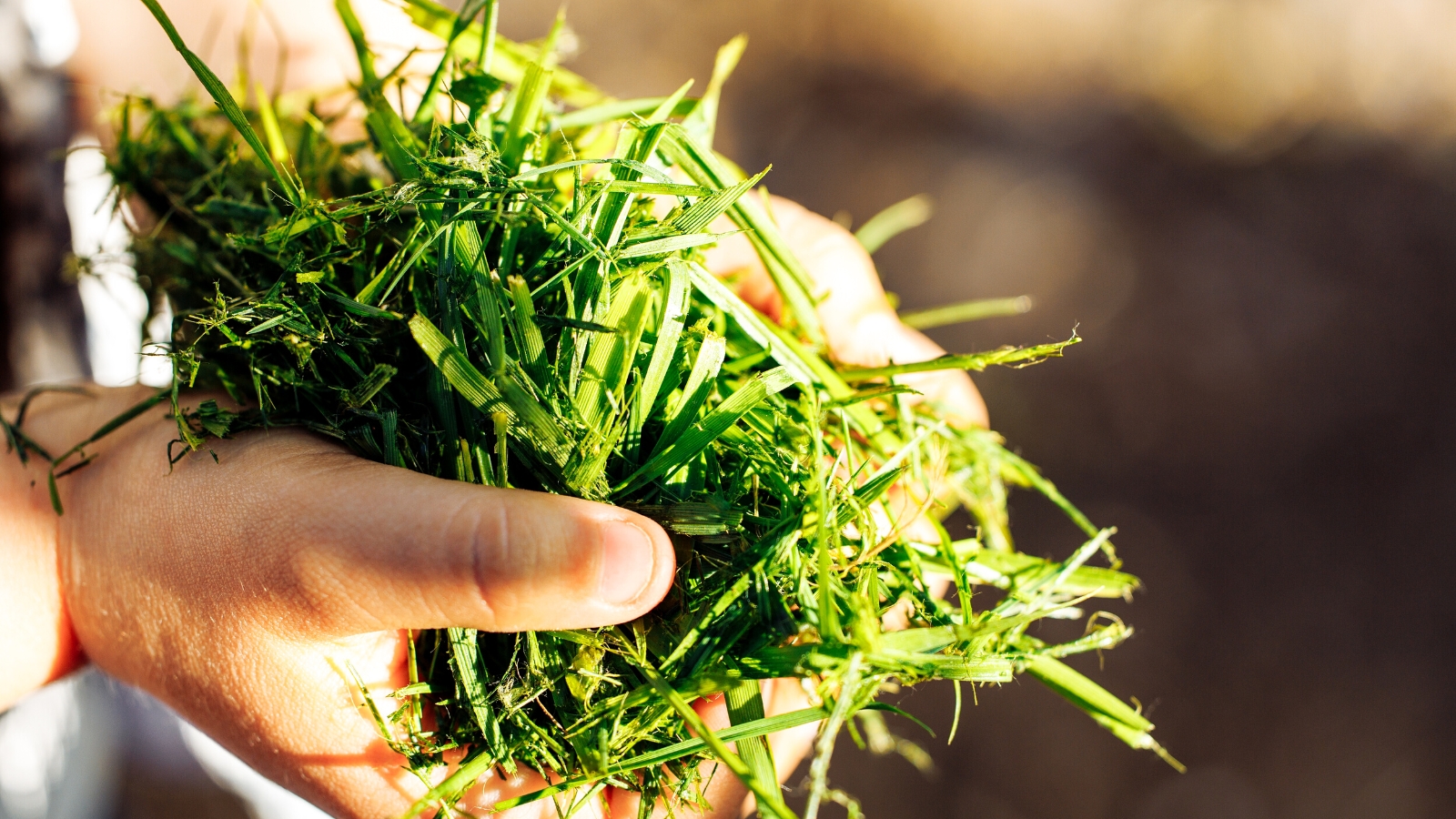 Close-up of male hands holding Grass clippings on a blurred garden background. Grass clippings are finely chopped, vibrant green plant material resulting from mowing laws or grassy areas.