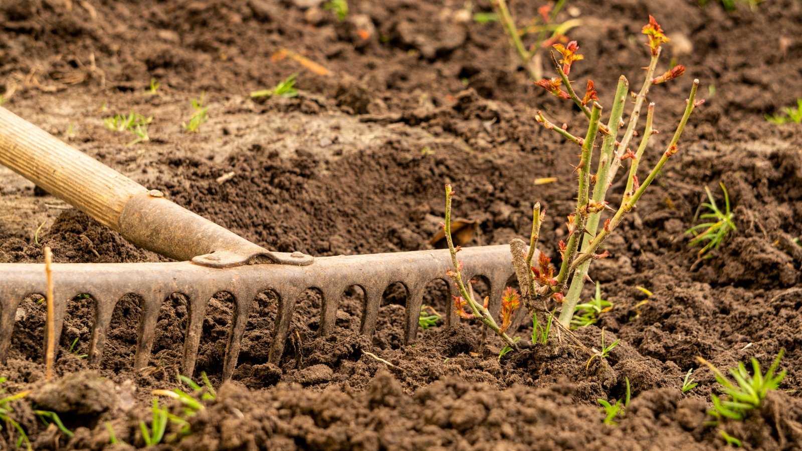 A close-up of rose bush seedlings featuring slender, thorny stems emerging from rich, loose soil, accompanied by an old garden rake nearby.