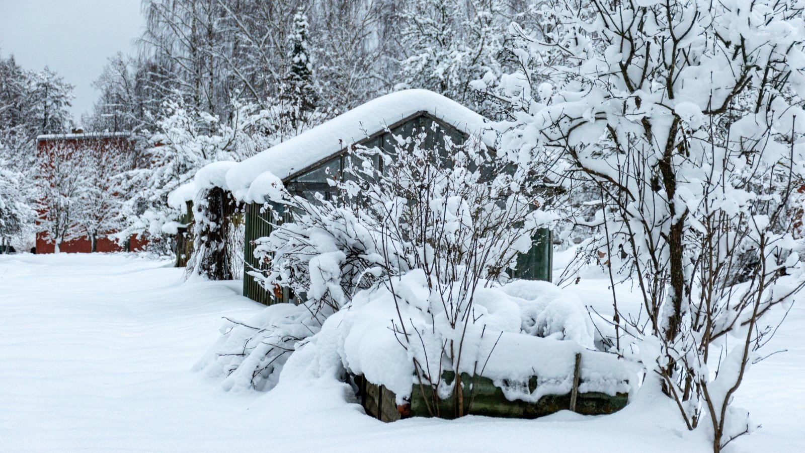 A serene winter garden features a house surrounded by bare bushes and trees blanketed in soft white snow.
