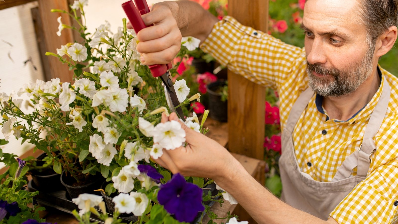 Close-up of a man in a yellow plaid shirt and beige apron using red pruning shears to trim cascading petunia stems with soft, oval green leaves and white, trumpet-shaped flowers.
