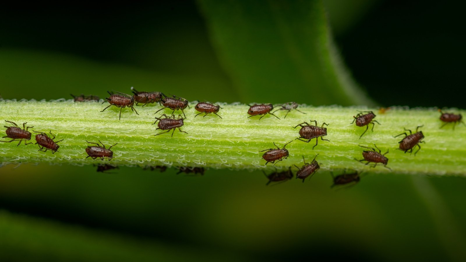 Clusters of small, brown aphids crawl along the green stem, appearing as tiny, soft-bodied insects feeding in groups.
